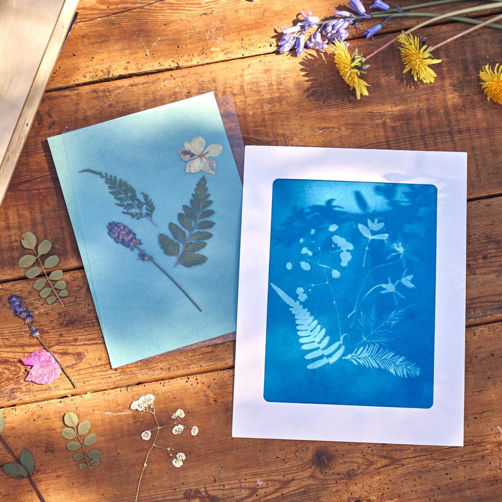 Make botanical artworks with cyanotype print