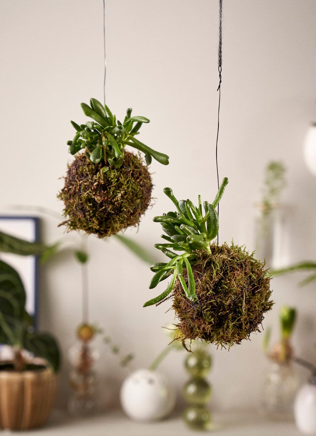 Wunderbare Hängepflanze | DIY-Projekten