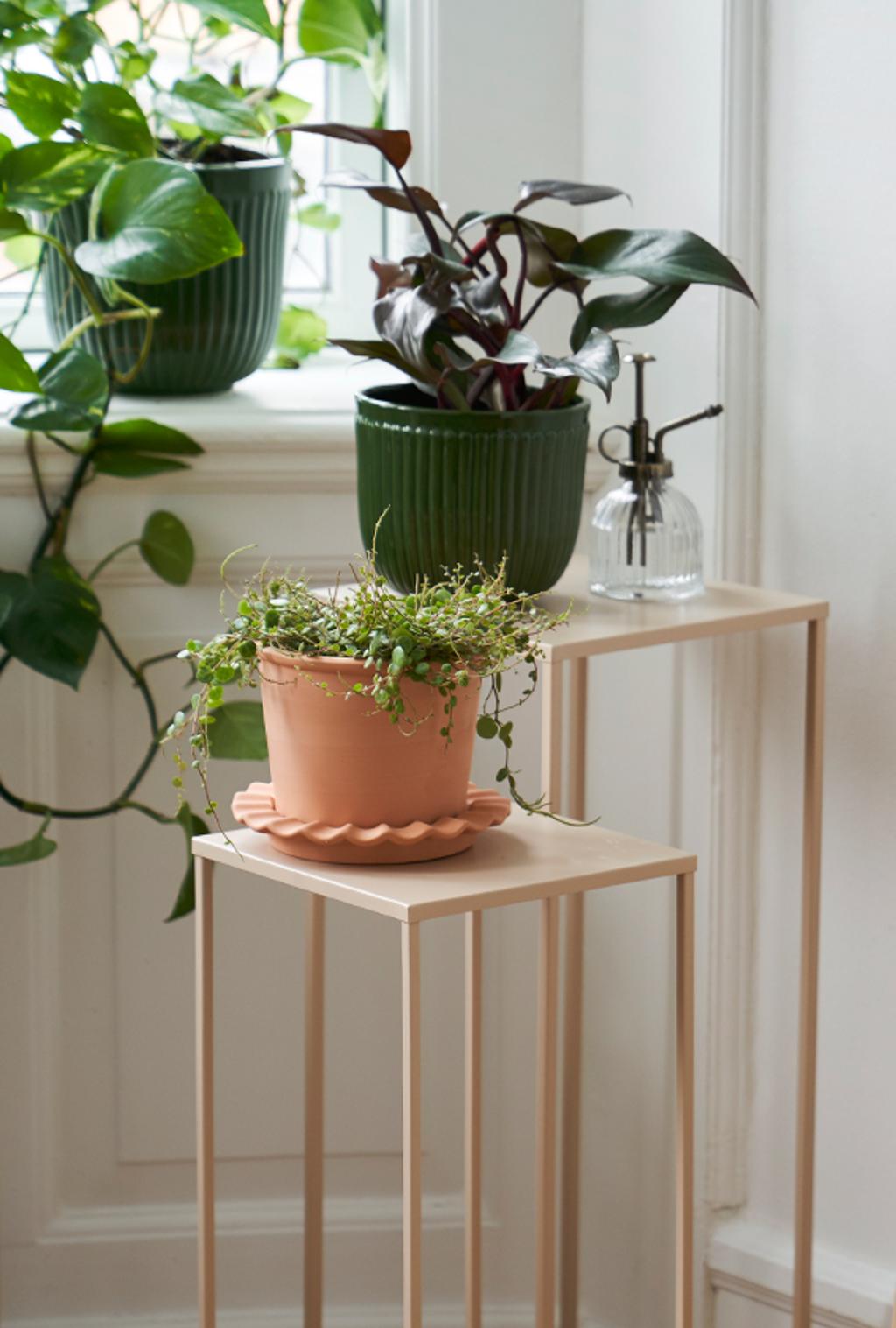 6 ideas to bring plants into the home | Sstrene Grene
